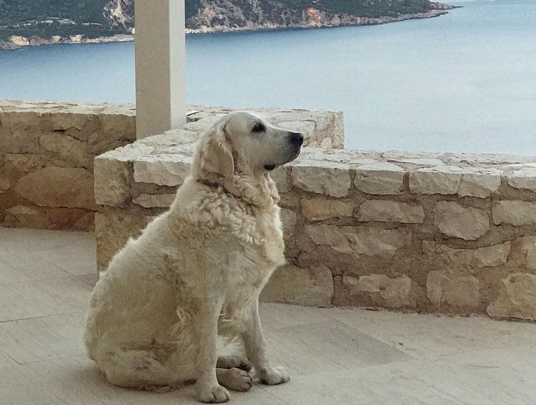 Our lovely dog Scarlet in one of the Yoga Retreats Greece Lefkada